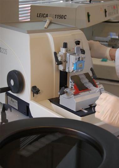A rotary microtome being used to cut paraffin sections. In the foreground a ribbon of sections is being “floated out” ready for mounting on a microscope slide.