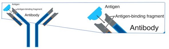 Image courtesy of National Human Genome Research Institute