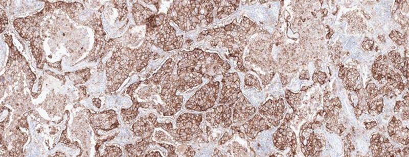 Advanced Staining Image Gallery