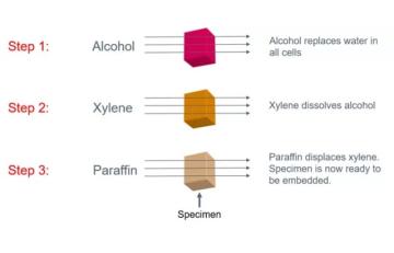 science-of-tissue-processing-640x410