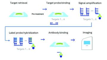 RNAscope Multiomic LS Assay Schematic Diagram