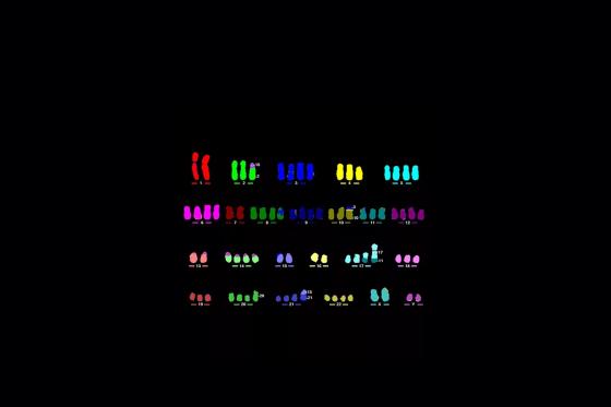 CytoVision-DX-M-FISH