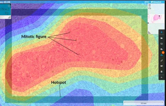 Feature 2_Mitosis_Leica