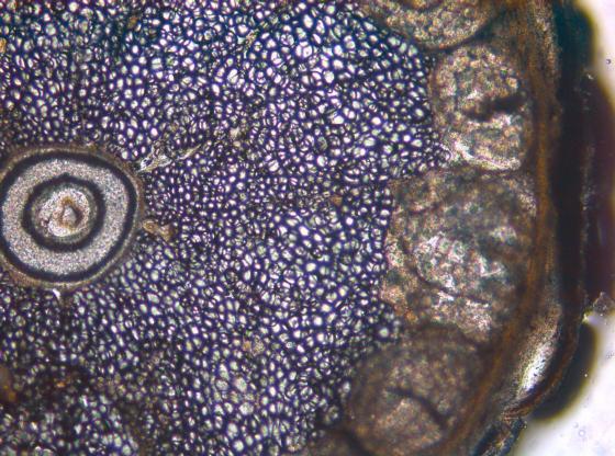 Vitesse : 0,70 mm/s Grossissement x50 Amplitude : 2,0 mm Avance de l’échantillon : 100 µm