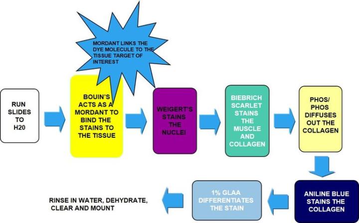 figure 2 special stains