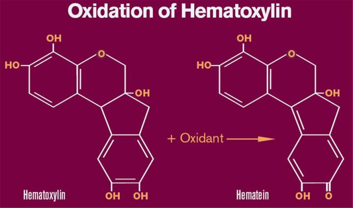 Figure 1: Oxidation of Hematoxylin