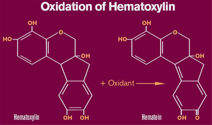 HematFigure 1: Oxidation of Hematoxylin 1 Figure 1: Oxidation of Hematoxylin