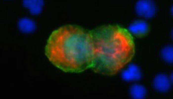 CTC Analysis For Experimental Pathology Labs