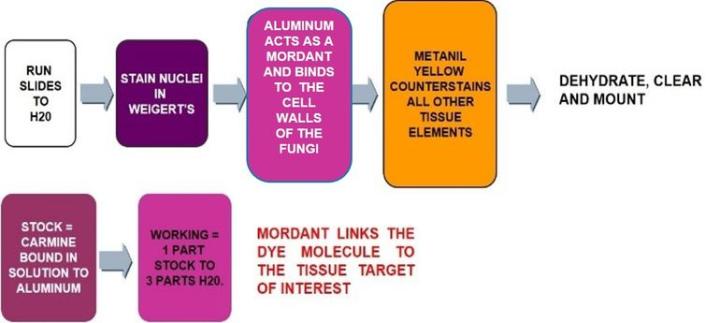 Mucicarmine The Process