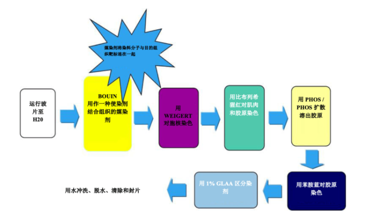 figure 2 special stains