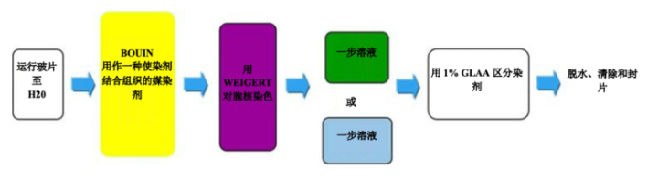 figure 4 special stains