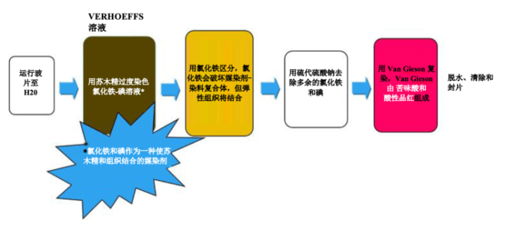 figure 7 special stains