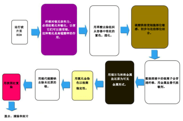 figure 10 special stains