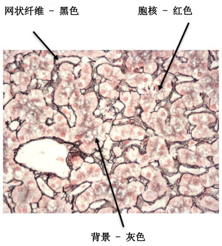 figure 11 special stains