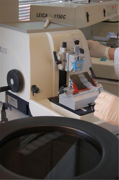 A rotary microtome being used to cut paraffin sections. In the foreground a ribbon of sections is being “floated out” ready for mounting on a microscope slide.