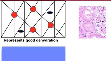 he-stain-lesson-consistency-reproducibility.