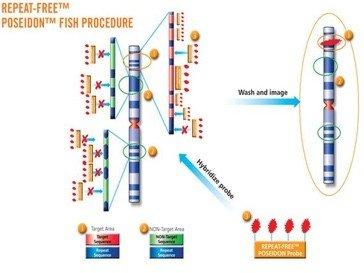 RepeatFreeFISHProcedure