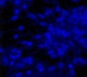 DAPI DAPI