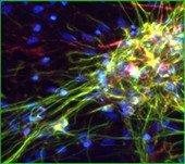 Rat Neuron, 6-plex Rat Neuron, 6-plex