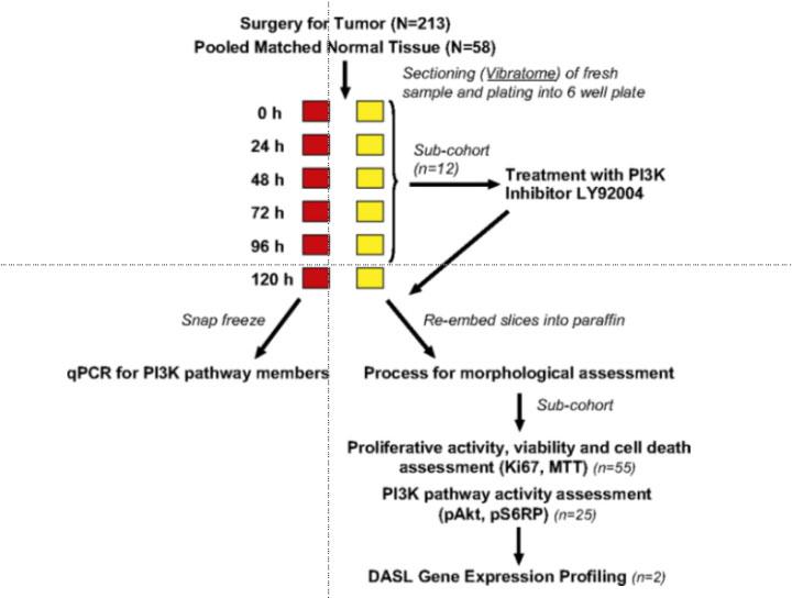SurgeryForTumor_02