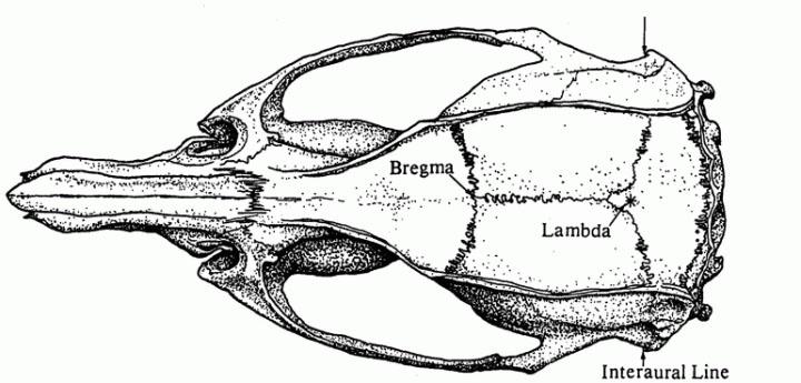 Fig. 2: Location of Bregma and Lambda as defined by Dr. George Paxinos (George Paxinos and Charles Watson: The Rat Brain in Stereotaxic Coordinates, Academic Press, New York, 1998, p. 11). Courtesy of Academic Press.
