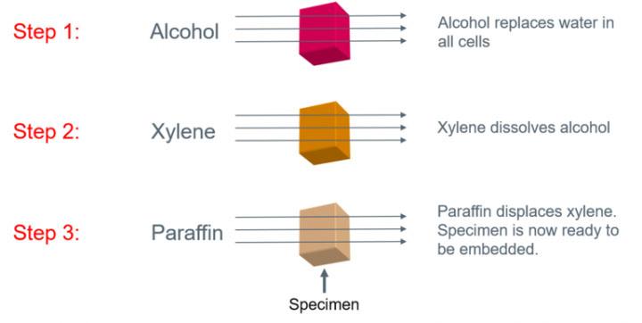 Graphic provides a high-level representation of the major steps involved with tissue processing