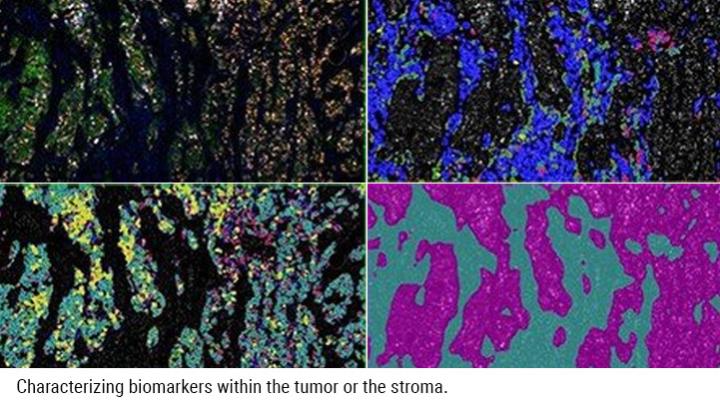 Tissue Heterogeneity