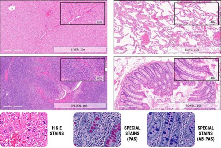 Clear-Staining-Quality-Supports-An-Accurate-Diagnosis