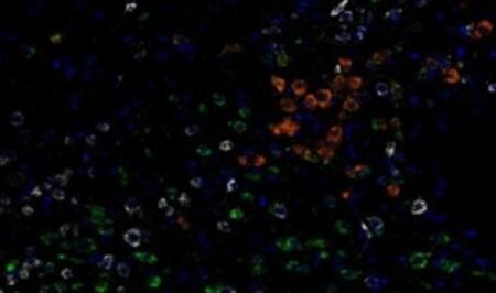 RNAscope-LS-Multiplex-Fluorescent-Assay