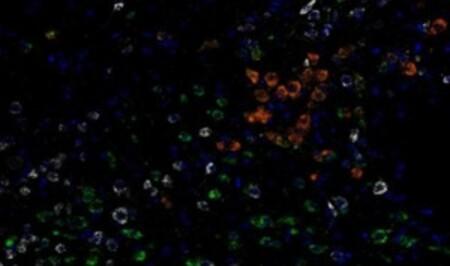 RNAscope-LS-Multiplex-Fluorescent-Assay