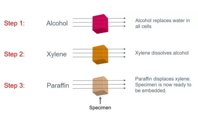 science-of-tissue-processing-640x410