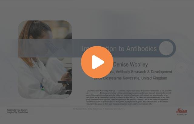 introduction-to-antibodies-640x410