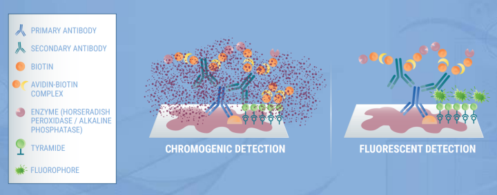 INDIRECT DETECTION