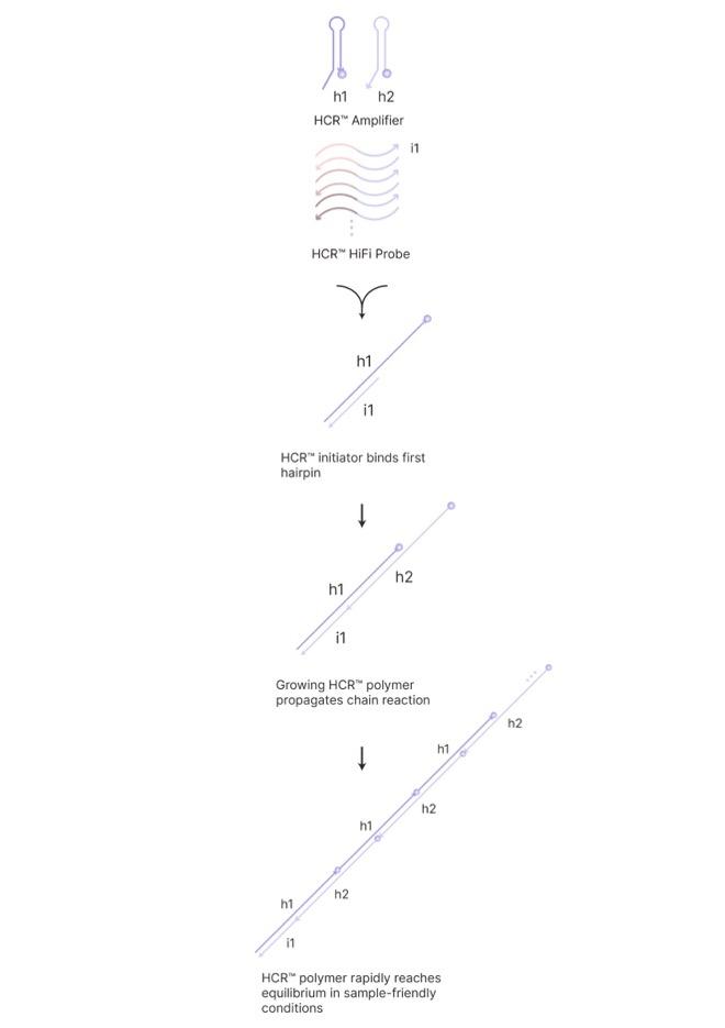 HCR_ Platform Graphics _vertical_660x935