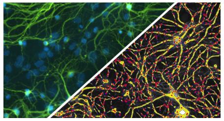 halo-Branch-Structure-FL