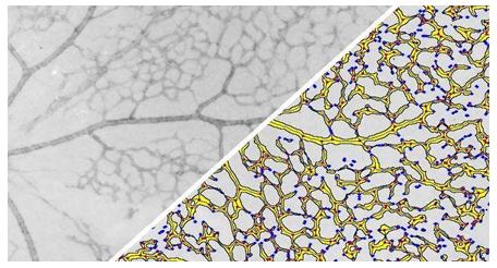 halo-Branch-Structure