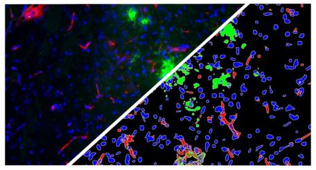 halo-Object-Colocalization-FL