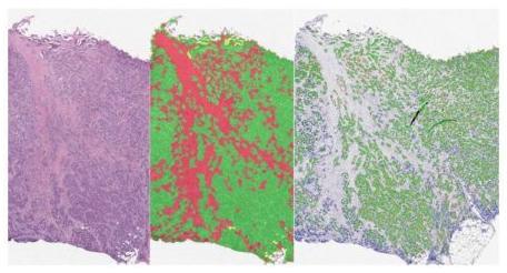 halo-Serial-Section-Analysis-Add-on