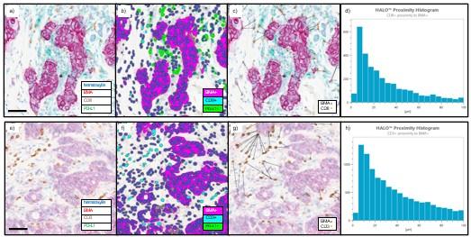 Image analysis using HALO