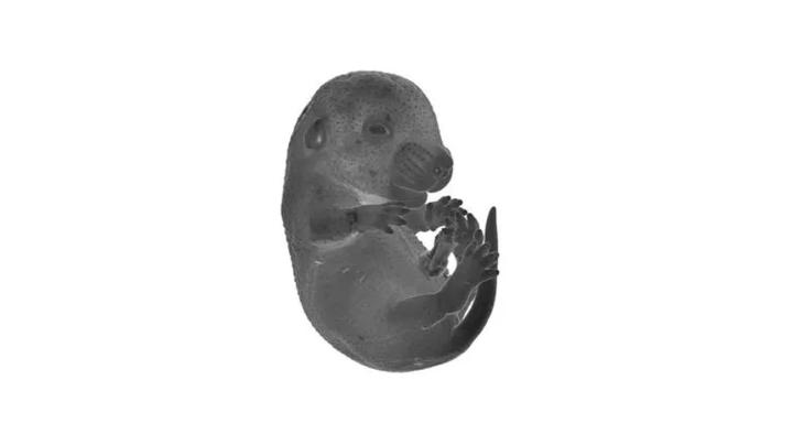 3D Reconstruction Stacking Technique