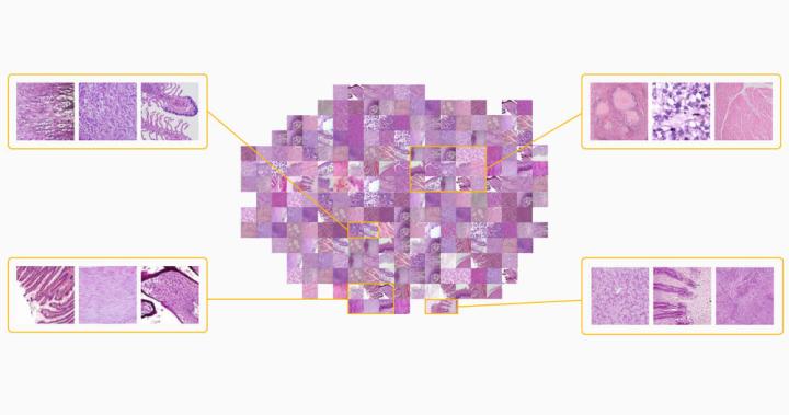 Enhanced-AI-Diagnosis