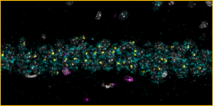 BaseScope-LS-Duplex-Fluorescent