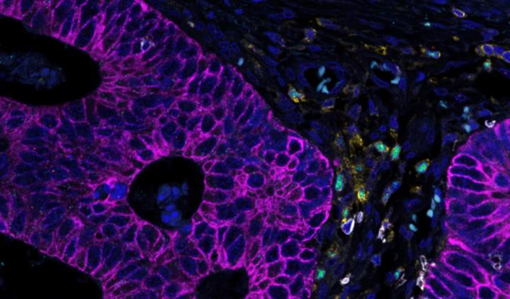 Bio-Techne Spatial RNAscope Multiomic