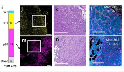 It-is-Time-for-TIME-in-Experimental-and-Diagnostic-Pathology-400x371.jpg