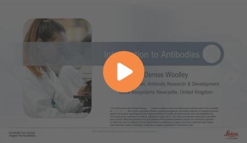 introduction-to-antibodies-640x410