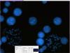 CytoVision-DX-InterMet-FISH1