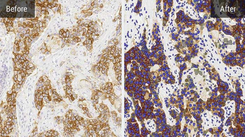 halo-Leverage-Integrated-AI-Tools