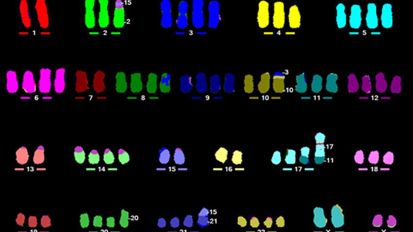 CytoVision-DX-M-FISH-560x560